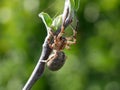 A spider climbs along a branch Royalty Free Stock Photo