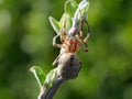 A spider climbs along a branch Royalty Free Stock Photo