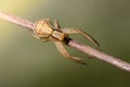 Spider xysticus female sits on stalk of grass