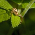 Spider xysticus female sitting on green leaf