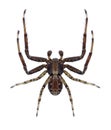 Spider Xysticus mongolicus Royalty Free Stock Photo