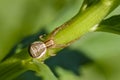 Spider xysticus is waiting for its prey on grass stem Royalty Free Stock Photo