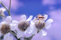 Spider on the Yarrow flower