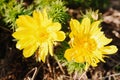 Spider on a yellow adonis flower Royalty Free Stock Photo