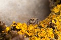 Spider and yellow lichens Royalty Free Stock Photo