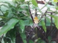 Spider yellow at trees animal avertebrata