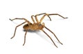 Spider Zoropsis spinimana Royalty Free Stock Photo