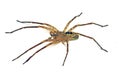 Spider Zoropsis spinimana Royalty Free Stock Photo