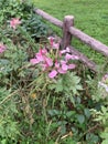 Spiderflower Cleome Royalty Free Stock Photo