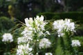 Spiderflower Cleome Royalty Free Stock Photo