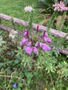 Spiderflower-Spider shape flower Royalty Free Stock Photo