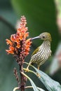 Spiderhunter the Nectar collector