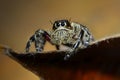 Spiderjump on the leaves