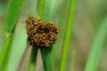 Spiderlings