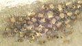 Spiderlings in the nest.