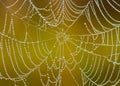 Spidernet. Royalty Free Stock Photo