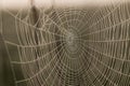 Spidernet full of dropplets Royalty Free Stock Photo