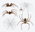 Spidernet Insects Transparent Set Royalty Free Stock Photo