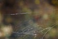 Spidernet in sunlight on blurry forest background. Royalty Free Stock Photo