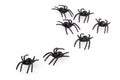 Spiders. Royalty Free Stock Photo