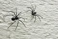 Spiders Royalty Free Stock Photo