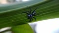 Spiders are air-breathing arthropods that have eight legs, chelicerae with fangs generally able to inject venom, and spinnerets th