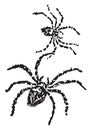 Spiders, vintage illustration