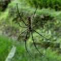 Spiders of Asia Royalty Free Stock Photo