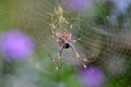 Orb Spider sittling in Web