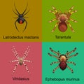 Spiders cartoon set, dangerous insects collection