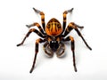 Spiders are classified as arthropods with insects, millipedes, crabs. Generative AI