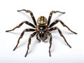 Spiders are classified as arthropods with insects, millipedes, crabs.