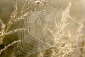 Spiders cobweb on a meadow at sunrise Royalty Free Stock Photo