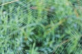 Spiders cobweb with small drop of water, morning dew Royalty Free Stock Photo