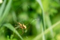 2 spiders copulate in their spider`s web out in the green