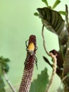 spiders crawl on flower stems to build spider webs