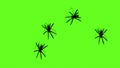 Spiders On Green Screen Creepy Crawling