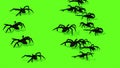 Spiders On Green Screen Creepy Crawling