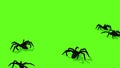 spiders on green screen