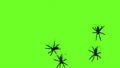spiders on green screen