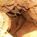 Spiders including a very unique insect, with its nest enlarging the trap while protecting itself from other insects