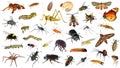 Spiders and insects Royalty Free Stock Photo