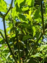 Spiders make nests between the stalks of plants and small trees.  Spider web. Royalty Free Stock Photo