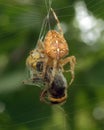 Spiders in the nature Royalty Free Stock Photo