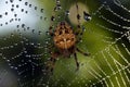 Spiders in the nature Royalty Free Stock Photo