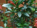 spiders nest in soka flower plants Royalty Free Stock Photo