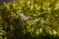 Spiders order Araneae -Typically a grassland spider Zora spinimana