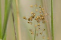 Spiders of the species araneus diadematus in their web scattered. lots of black and yellow babies. Macro photography. Horizontal Royalty Free Stock Photo