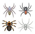 Spiders. Top view scary realistic spiders toxic insects decent vector templates collection