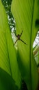 spiders on turmeric leaves in